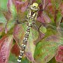 southern hawker
